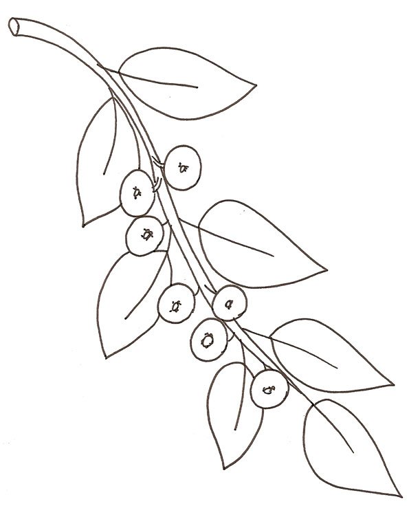 coloriage d'une branche de myrthilles
