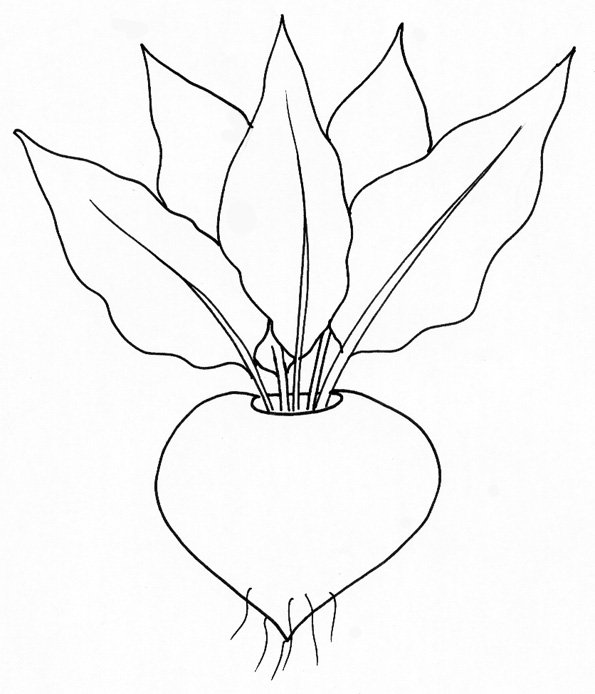 coloriage d'un navet
