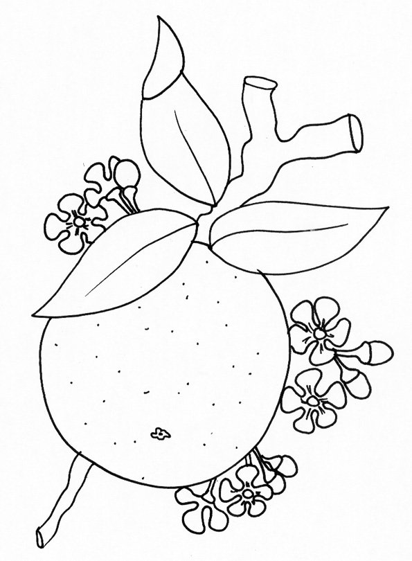 coloriage d'une orange et fleurs d'oranger 
