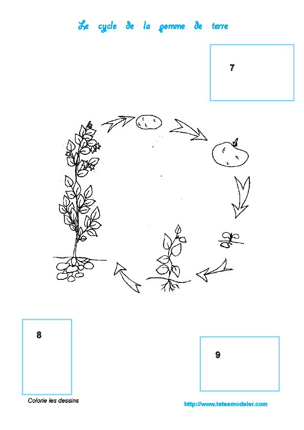 Histoire de la pomme de terre 4
