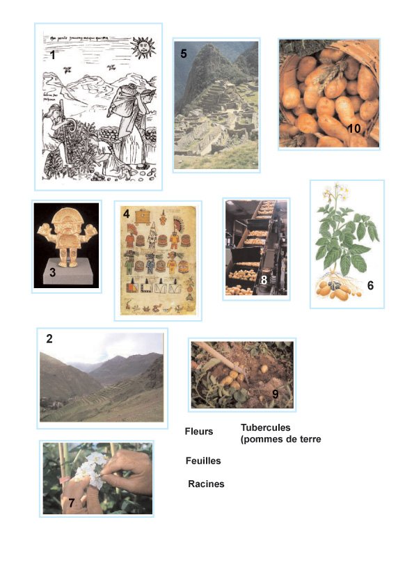 Histoire de la pomme de terre visuels
