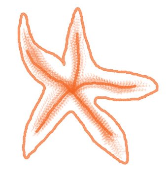 mod&egrave;les d'&eacute;toiles pour p&ecirc;che &agrave; la ligne
