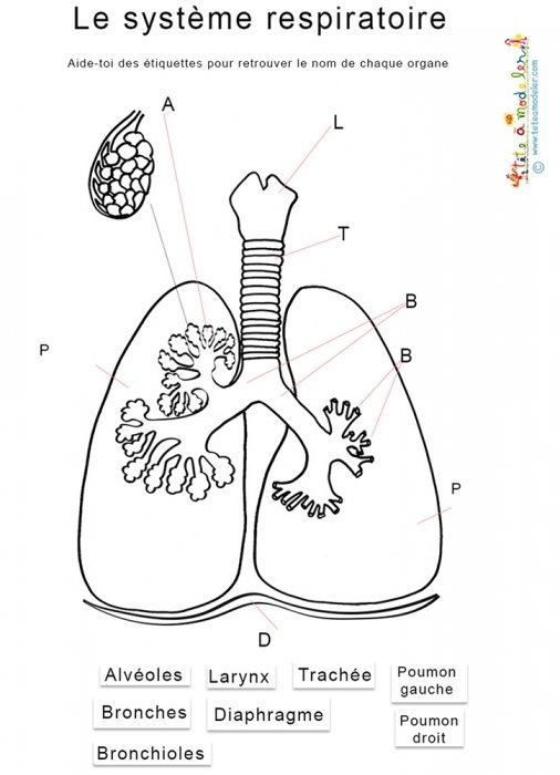Activité sur le système respiratoire