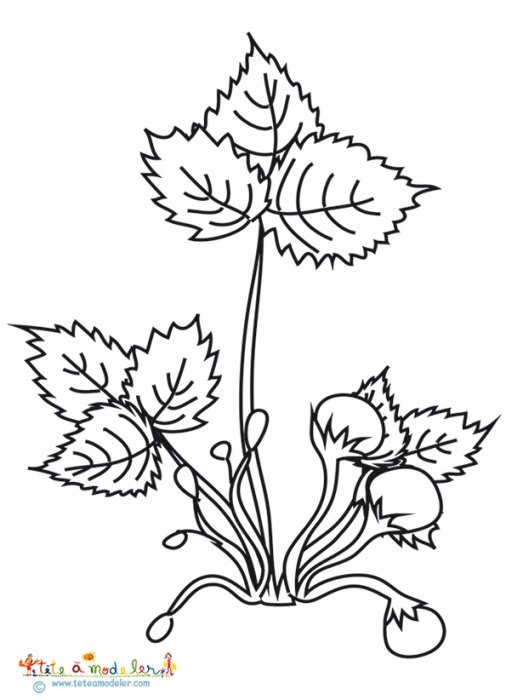 Coloriage plant de fraises en boutons