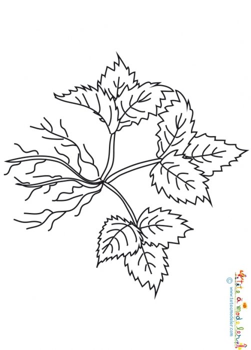 Fraisier avec petites racines à colorier 