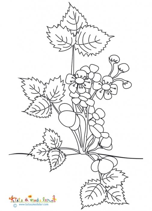 Coloriage du fraisier en fleurs