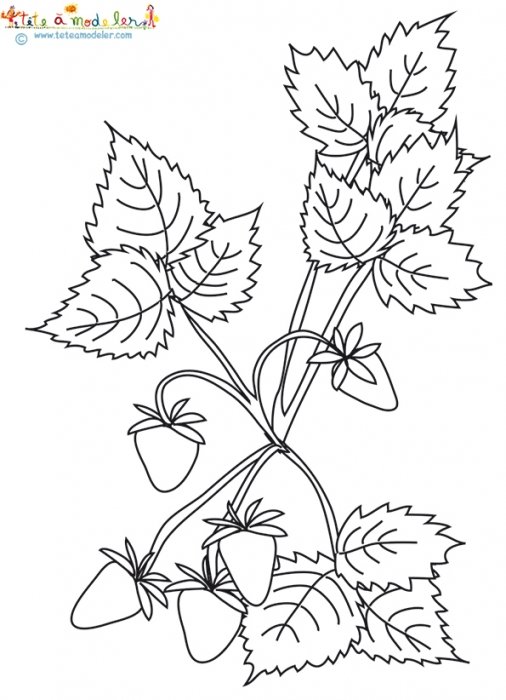 Coloriage des fraises des bois sur le plant