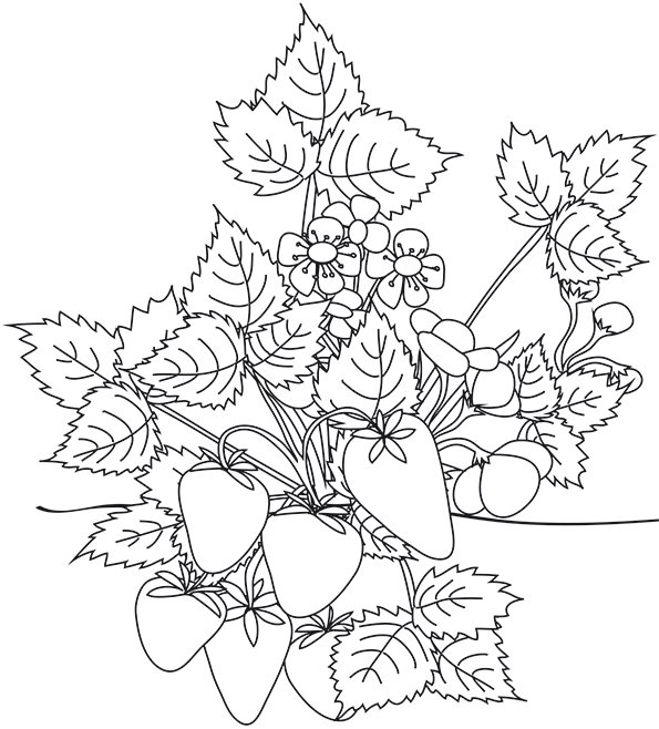 Coloriage d'un beau et gros fraisier