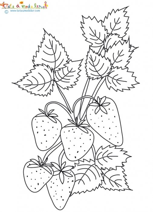 Coloriage des fraises sur le fraisier