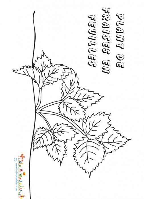 Coloriage des plantes : le fraisier