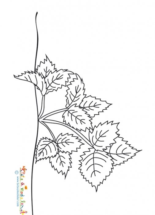 Un plant de fraisier à colorier