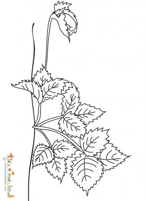 Coloriage reproduction du fraisier