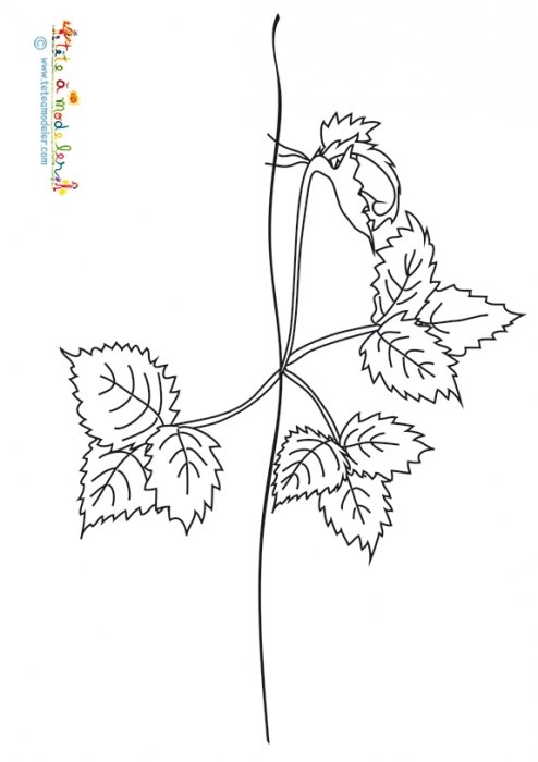 Coloriage fraisier et son stolon