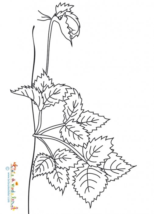 Coloriage reproduction des fraises - le stolon