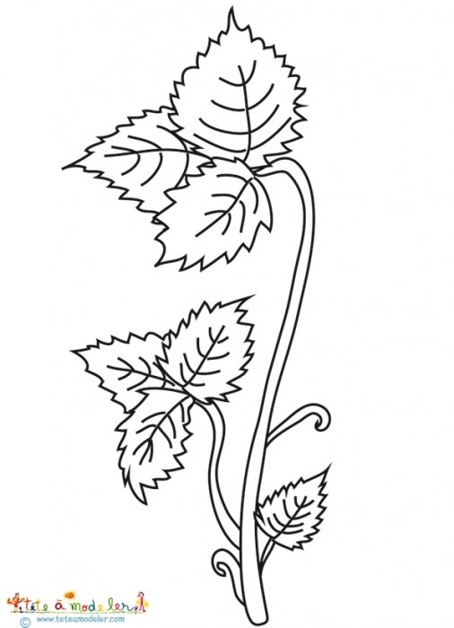Coloriage d'une tige de fraisier