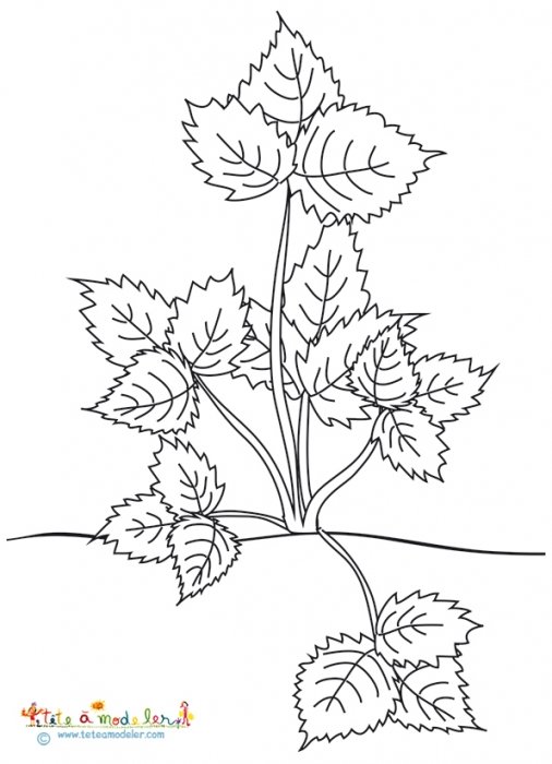 Plant de fraises tout en feuilles à colorier