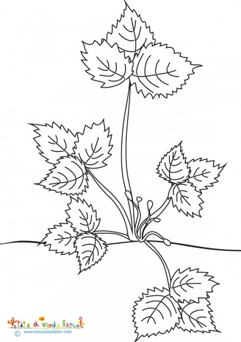 Coloriage fraisier préparant ses boutons