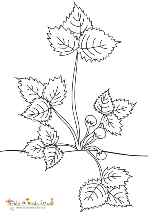 Plant de fraises 3 boutons