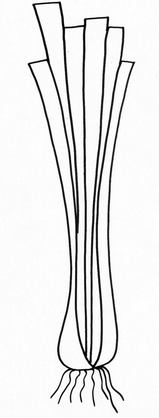 coloriage d'un poireau
