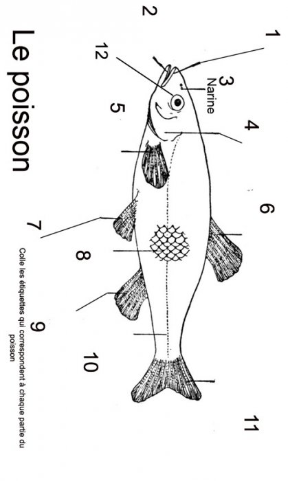 Imprimer la planche simple sur le poisson