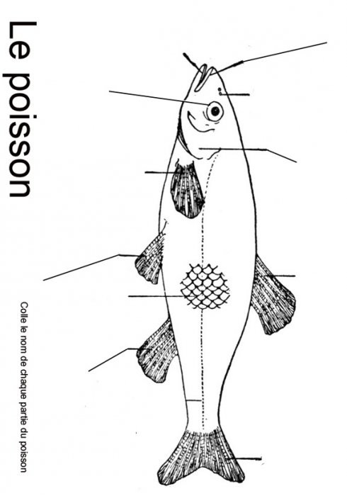 Imprimer la planche vierge sur le poisson