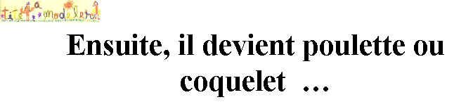 livre sur la poule et le coq page 8
