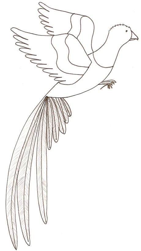 coloriage d'un quetzal 
