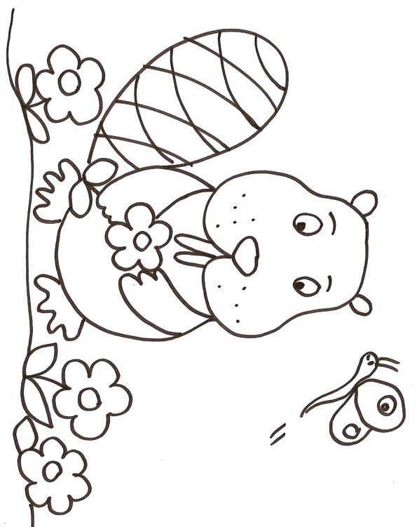 coloriage d'un raton 
