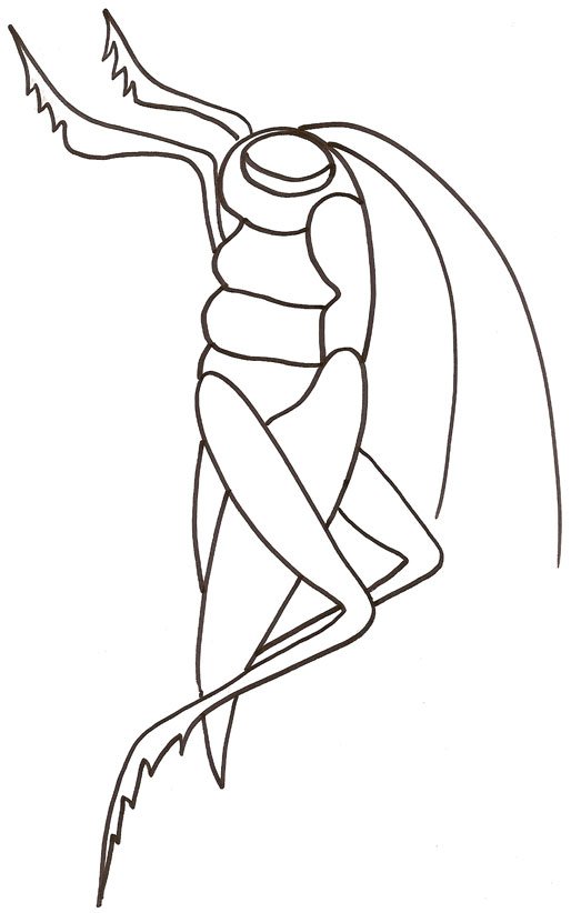 coloriage d'une sauterelle
