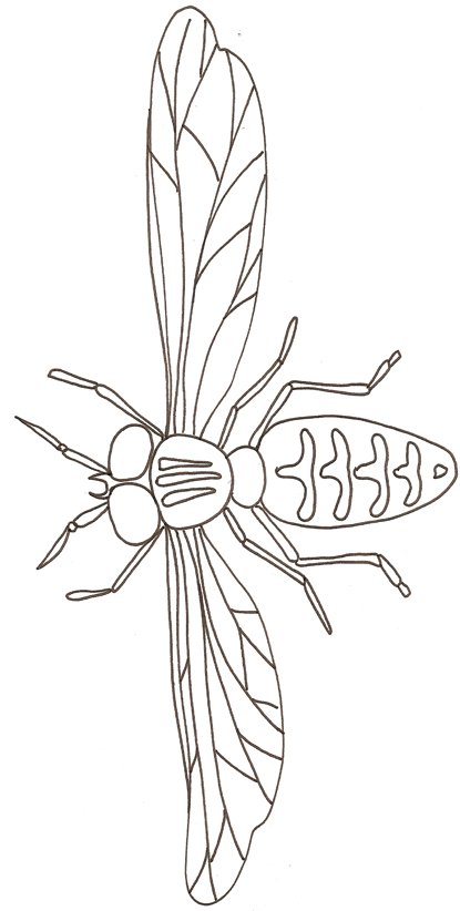 coloriage d'un taon
