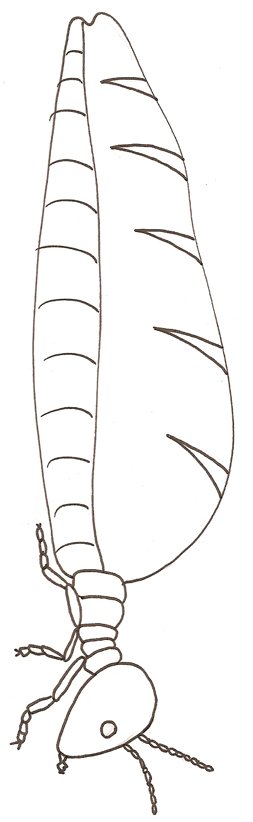 coloriage d'une reines des termites
