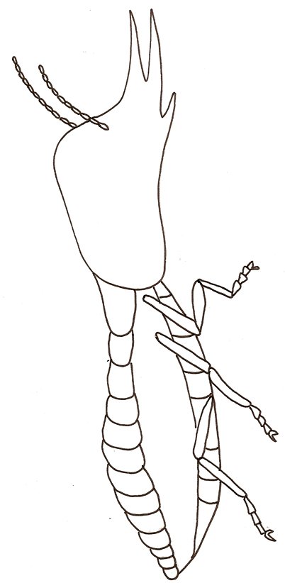 coloriage d'une termite soldat 

