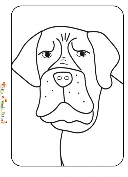 Coloriage Tête de bouledogue
