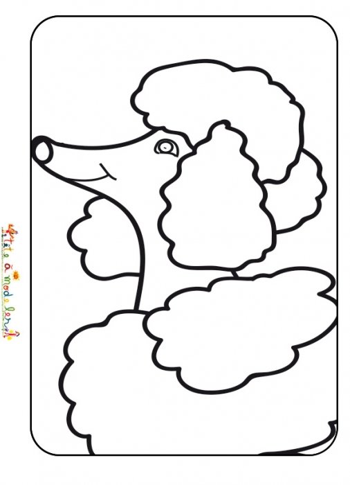 Coloriage tête de caniche