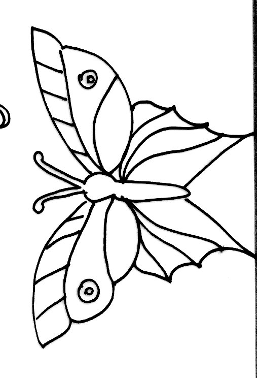 Carte papillons modele 17
