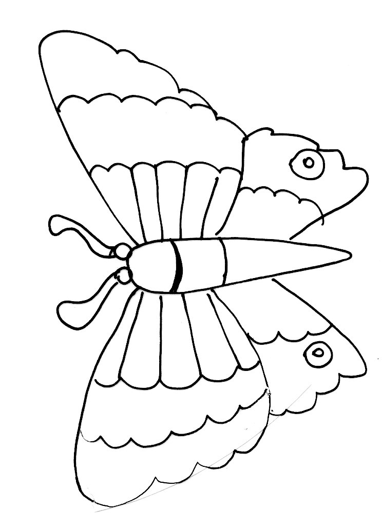 Carte papillons modele 19
