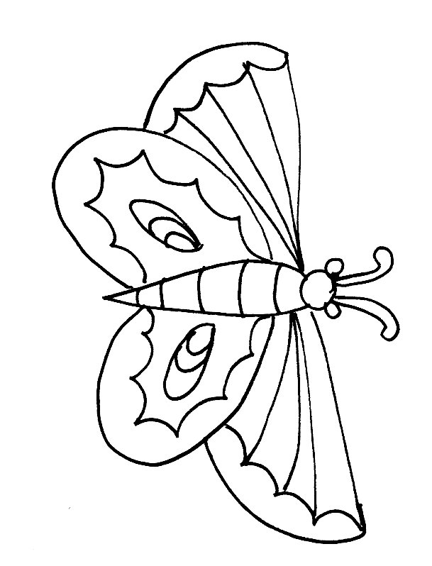 Carte papillons modele  12
