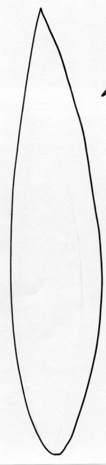 feuille de muguet
