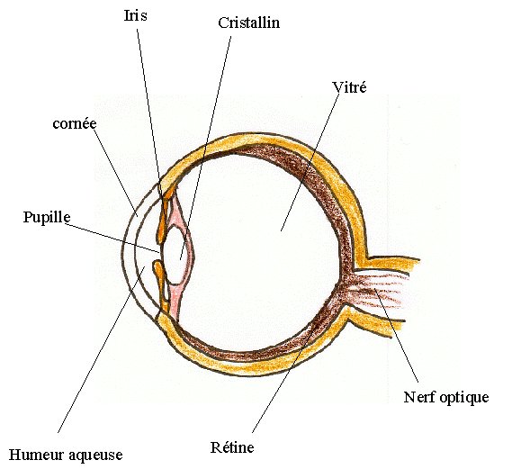 dessin de l'oeil
