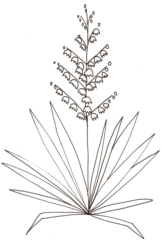 coloriage d'un yucca 
