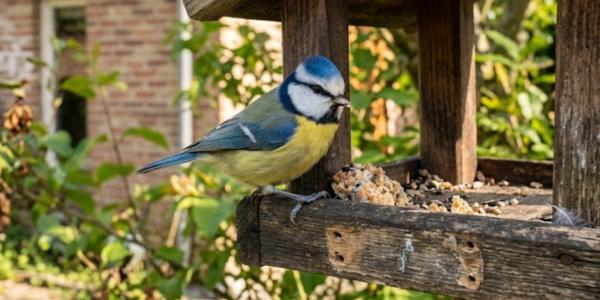 La LPO recommande de ne nourrir les oiseaux que de mi-novembre à fin mars. Ce qu'on prépare dès maintenant, les bons aliments et ceux qui peuvent les tuer.