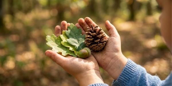 Chenilles processionnaires, baies, bois mort : ce qu'on ne touche jamais en forêt, ce que dit la loi sur le ramassage, et 10 trouvailles sans risque en août.