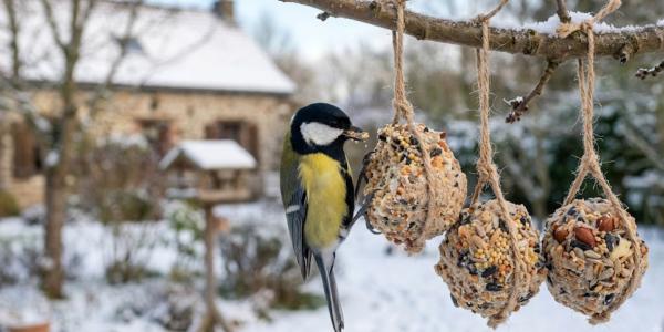 La vraie recette des boules de graisse pour oiseaux (validée LPO), les ingrédients dangereux à éviter absolument, et quand les installer. Facile, avec les enfants.