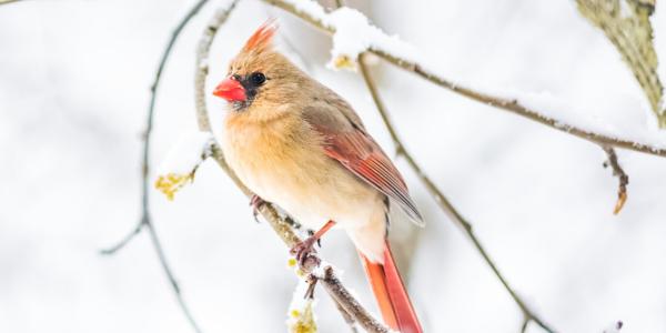Quand les jours se raccourcissent et que les températures baissent, les oiseaux migrateurs partent vers des régions et des pays chaud...