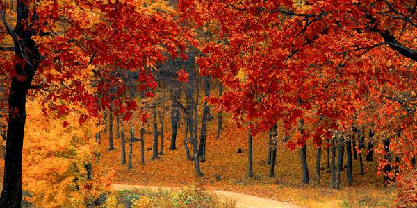 Pourquoi les arbres changent-ils d'aspect en automne ? Découvrez une explication simple sur les feuilles, la sève, les bourgeons et la préparation des arbres pour l'hiver.
