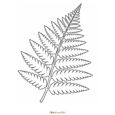 Découvrez une jolie feuille de fougère à colorier gratuitement. Coloriage nature à imprimer en PDF.
