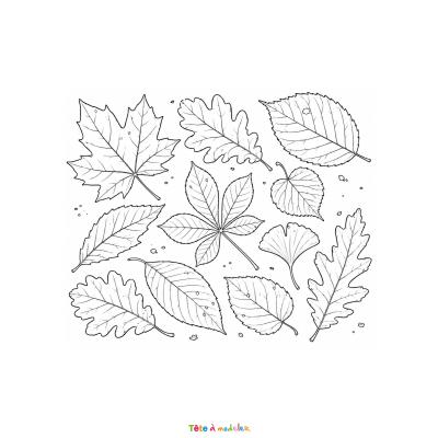 Imprimez gratuitement ce coloriage de feuilles mortes. De jolies feuilles d'automne à colorier pour enfants en PDF.