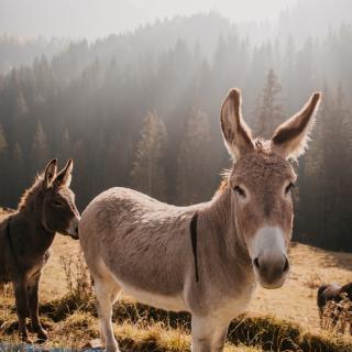 Âne : Mot du glossaire Tête à modeler. Un âne est un mammifère quadrupède domestique à longues oreilles à la robe grise et au ventre blanc. Activités