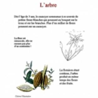 Livre sur le cacao
