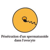 Fécondation de l'ovule